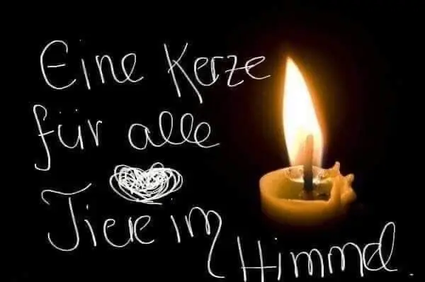 Condolence image of ♥️Deine Familie♥️