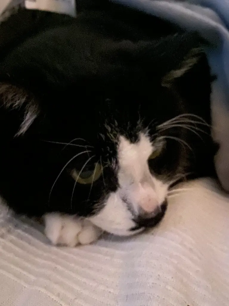 Image from Teddy