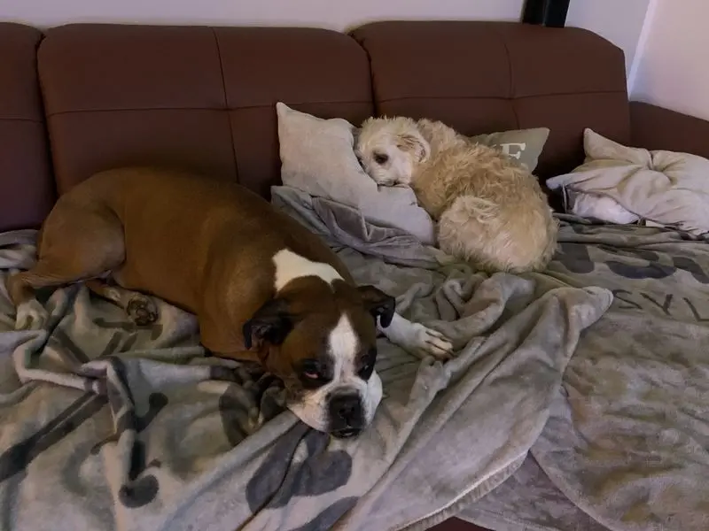 Condolence image of Löckchen und Summer