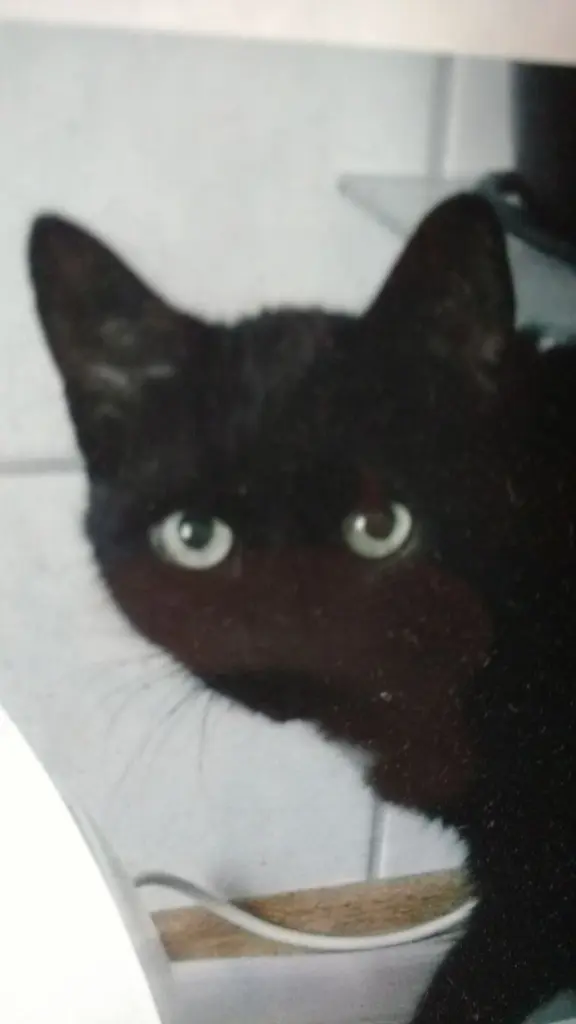 Condolence image of Benjamin & Tobo