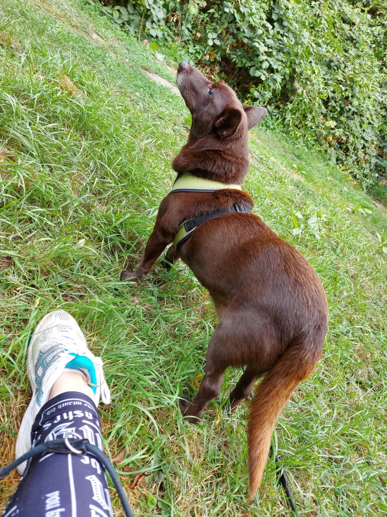 Image from Dobby