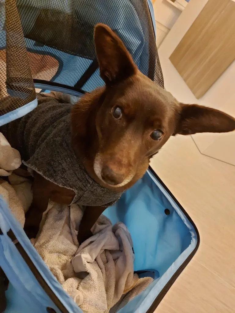 Image from Dobby