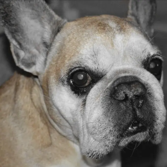 Image from Gismo