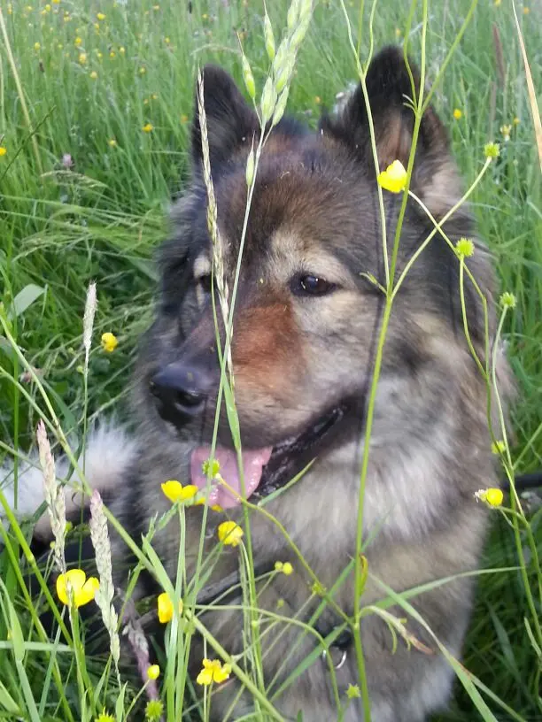 Condolence image of Astrid