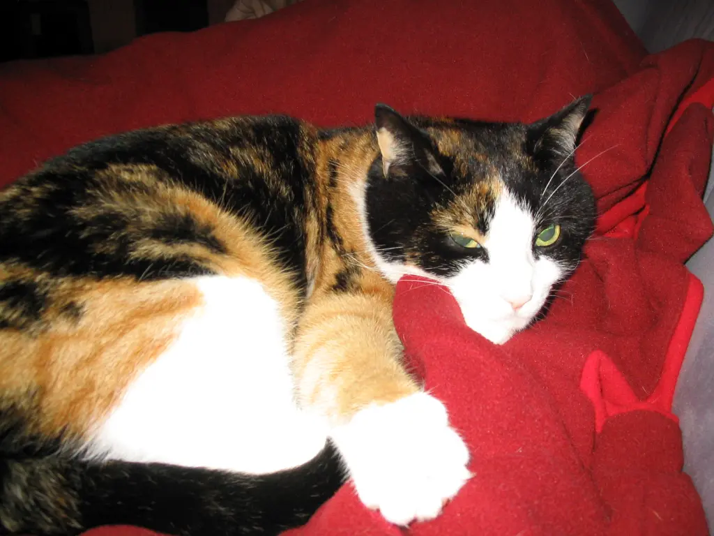 Image from Seven