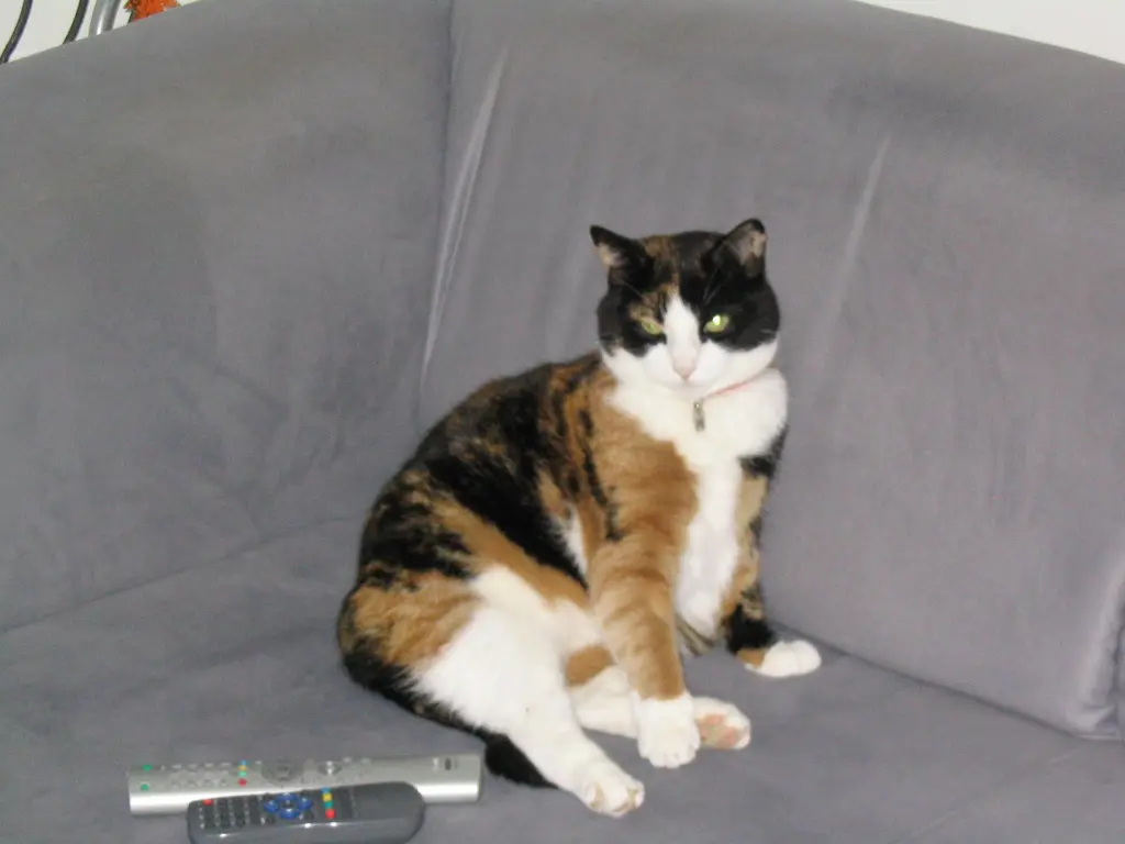 Image from Seven