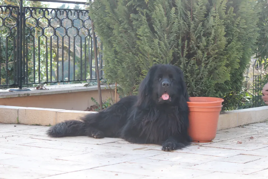 Image from Milo