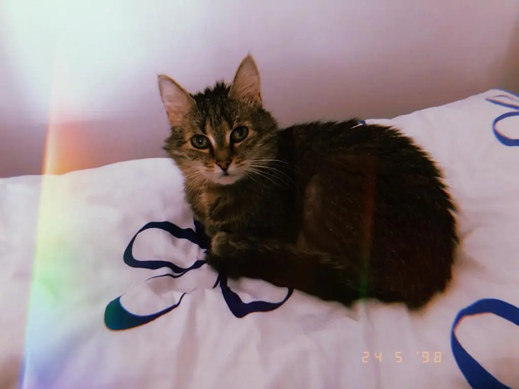 Image from Princess
