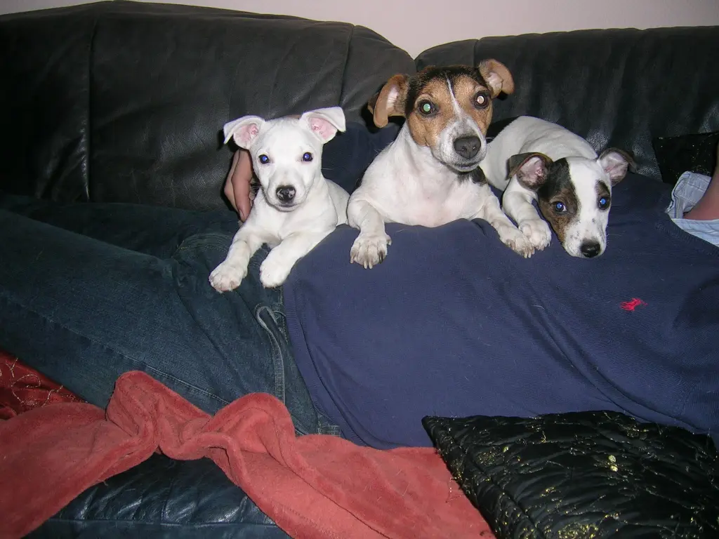 Image from LouLou