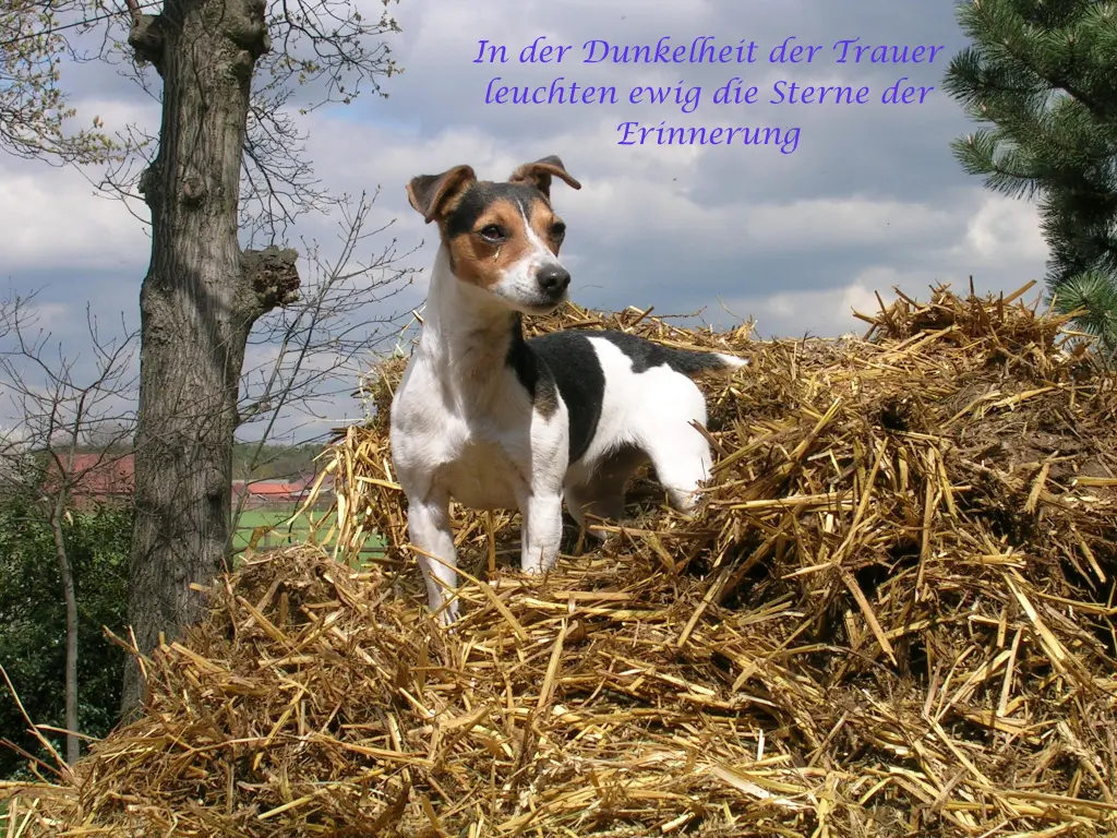 Image from LouLou