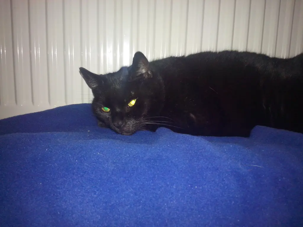 Image from BERTIE