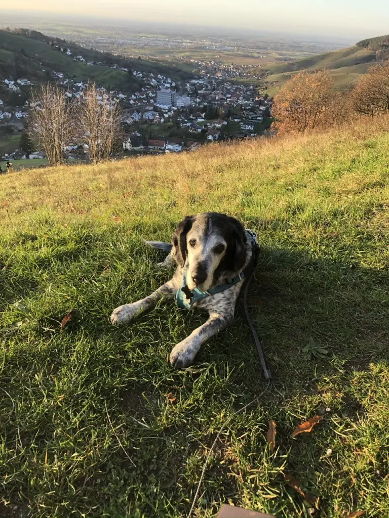 Image from Maxi