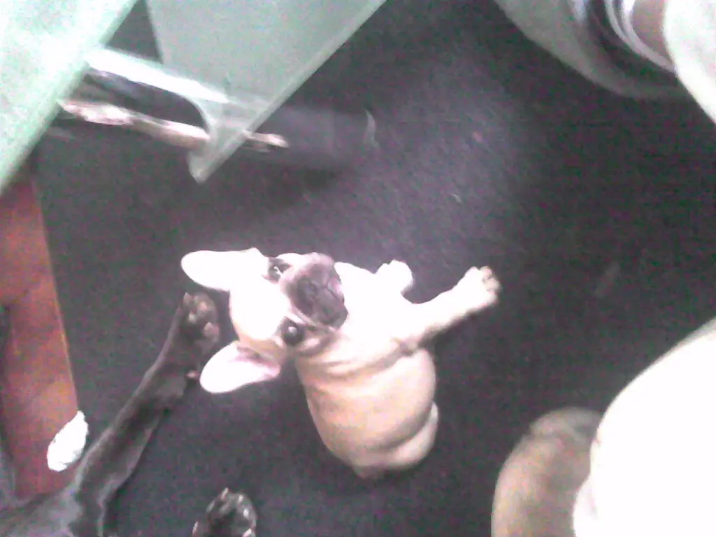 Condolence image of Daniela u SNIPER