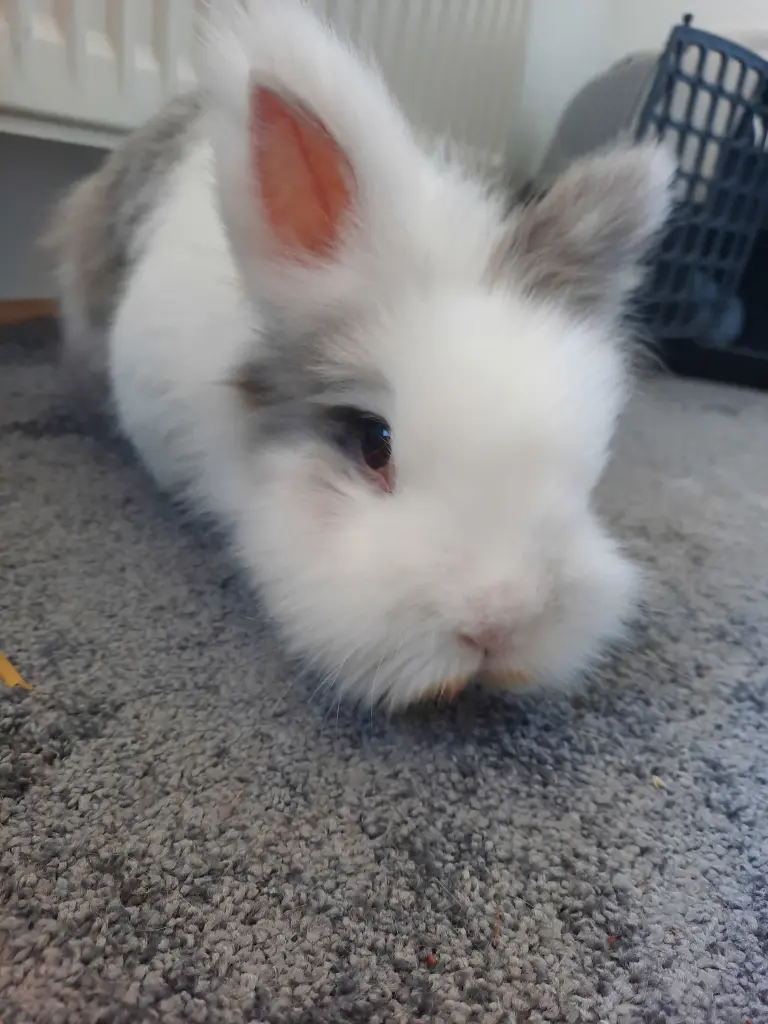 Image from Swiffer