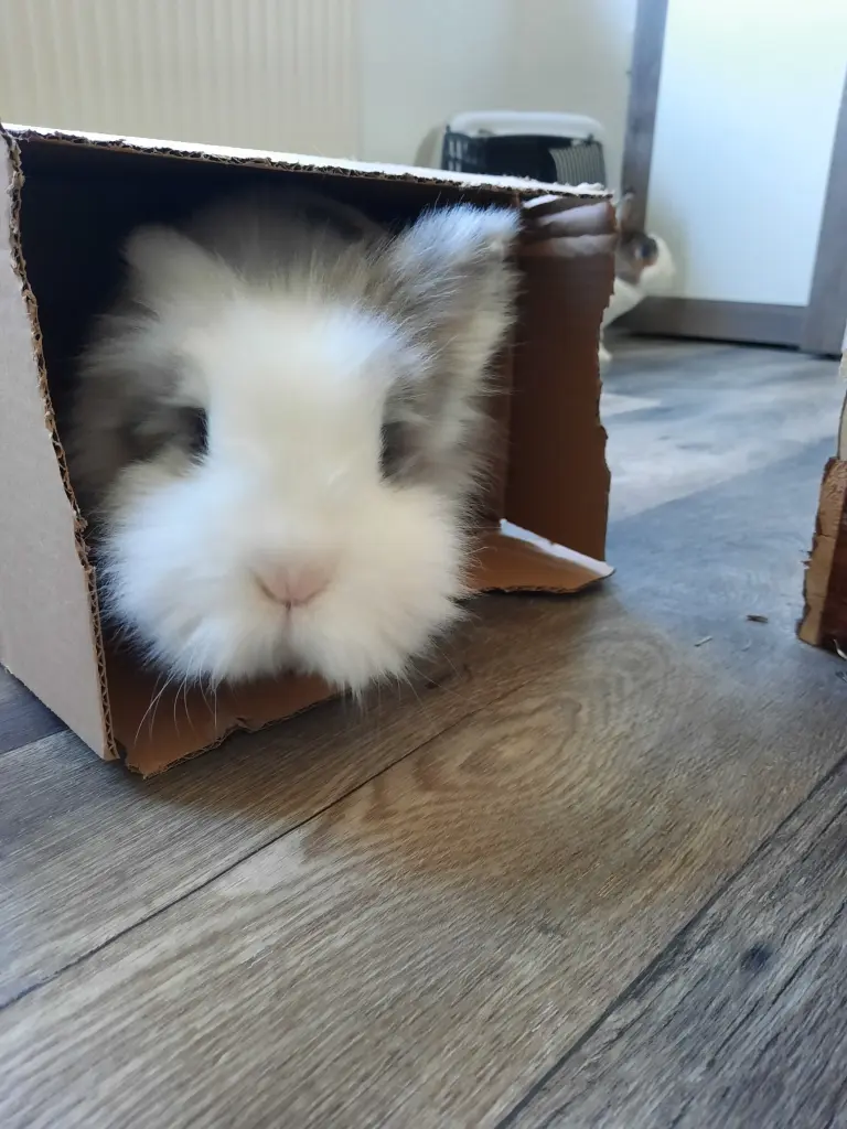 Image from Swiffer
