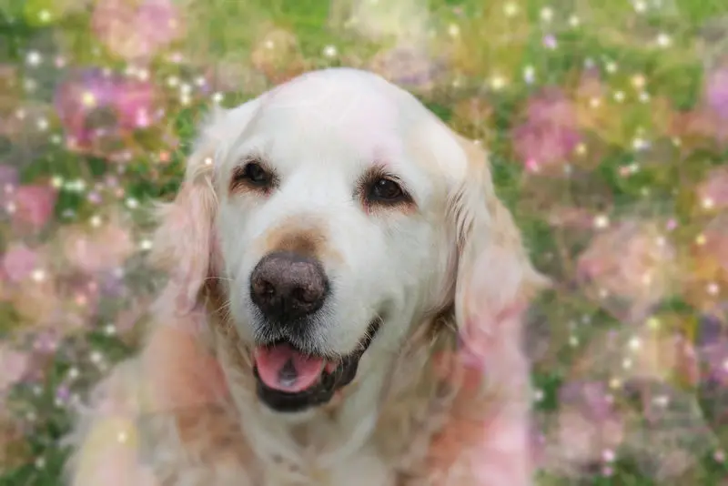 Condolence image of Romy
