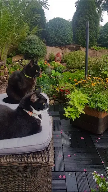 Image from Pauline