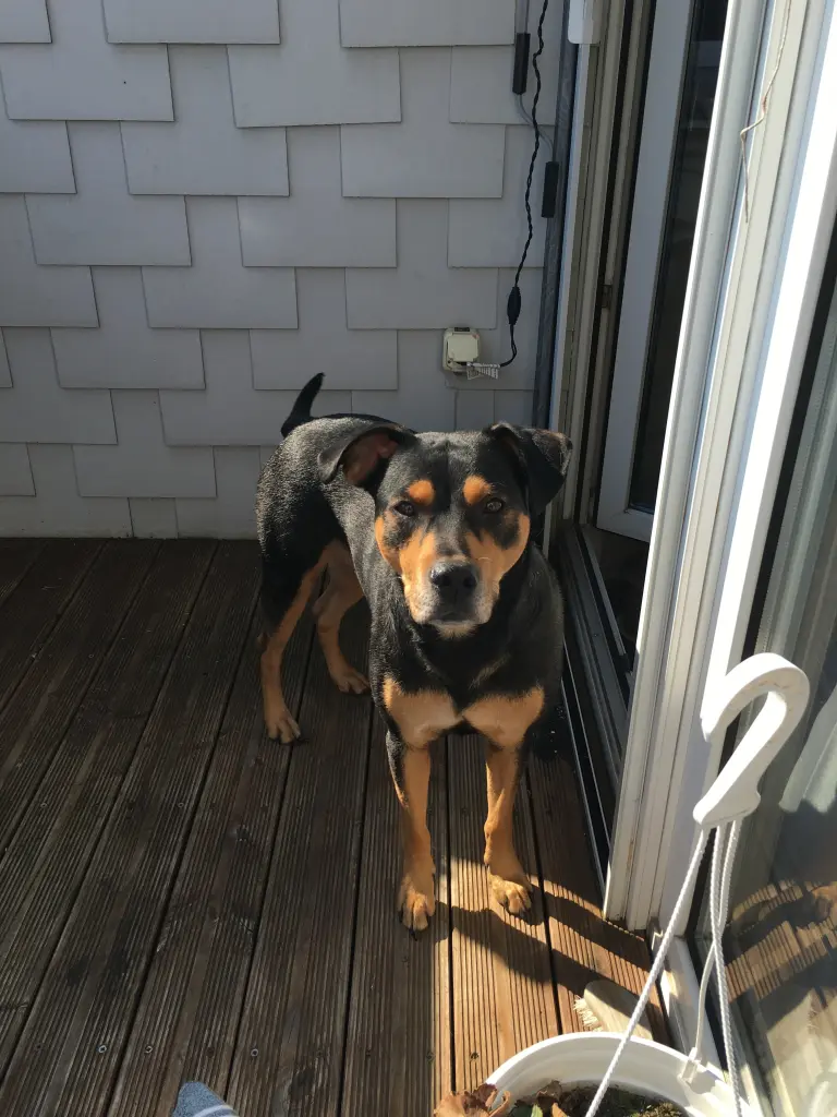 Image from Layka