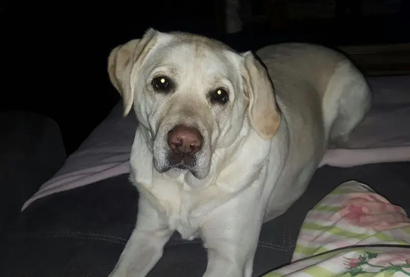 Condolence image of Jule