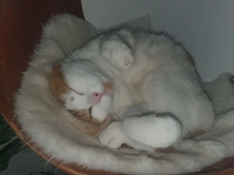 Condolence image of Sarah