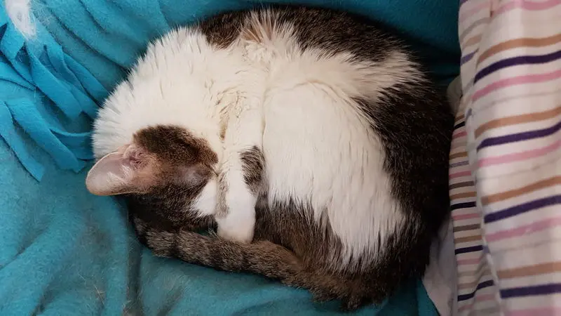 Condolence image of Dorle