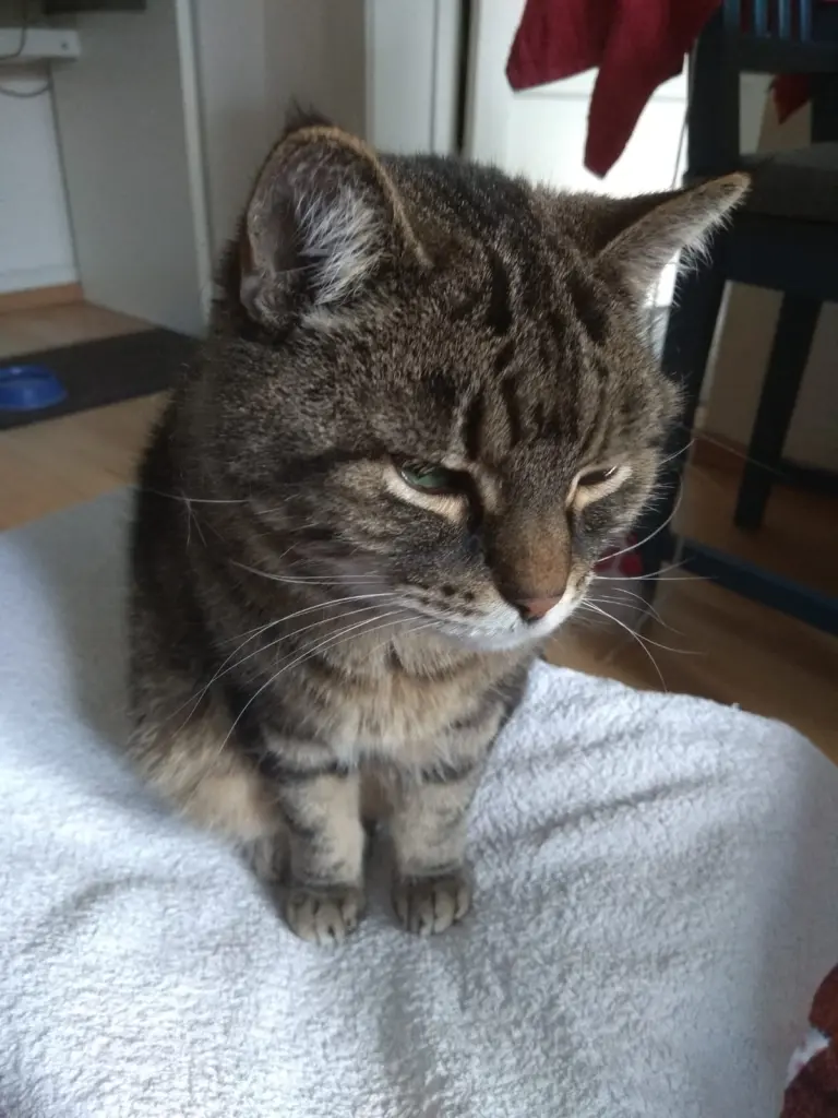 Image from Muppie