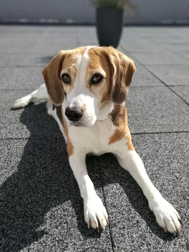 Image from Snoopy - Der Beagle 