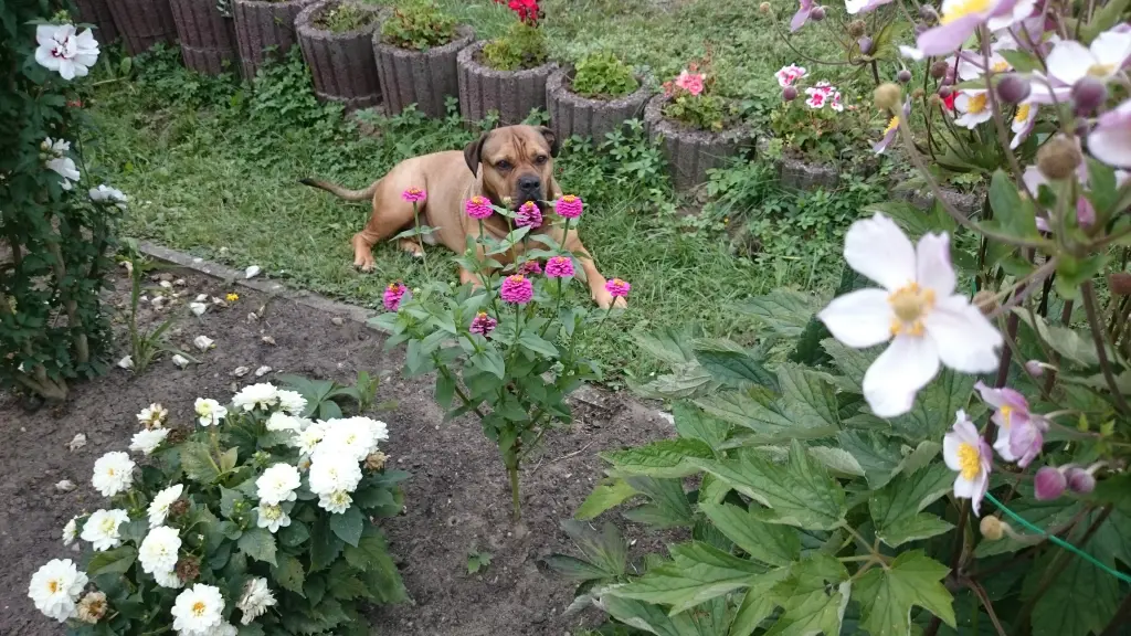Image from Loki