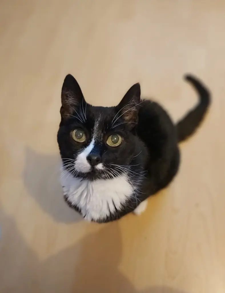 Andachtsbild von Jasmin