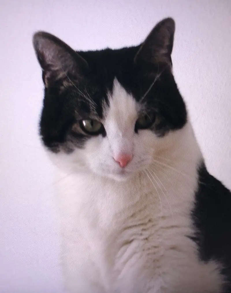 Condolence image of Petra mit Timmy im Herzen(+8.1.2020)