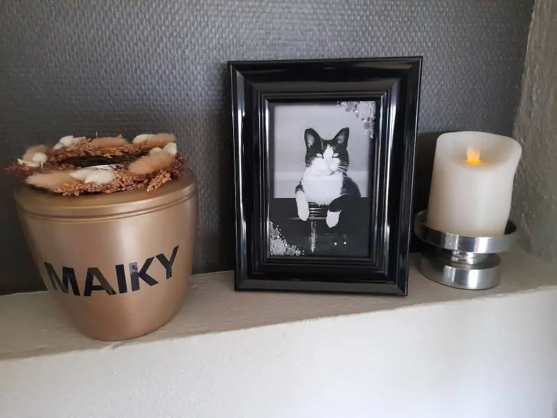 Image from Maiky