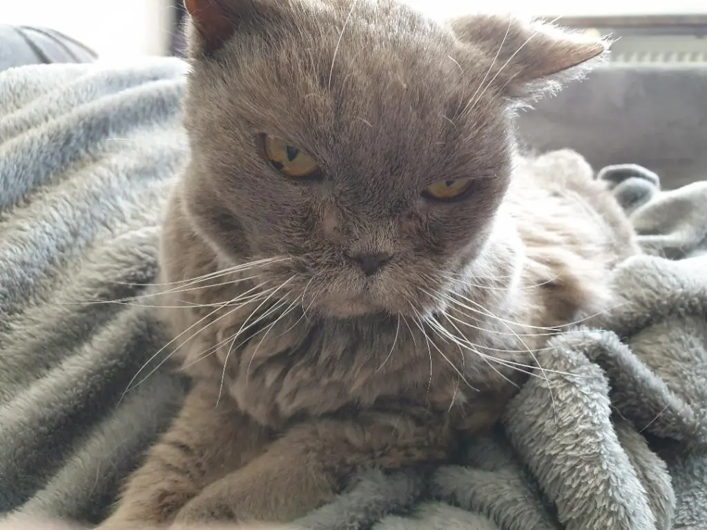 Image from Coockie