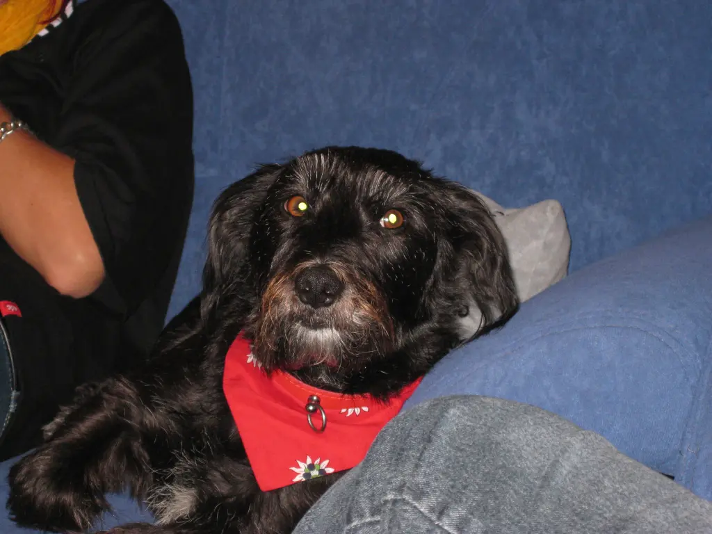 Image from Tequila (Pupi)