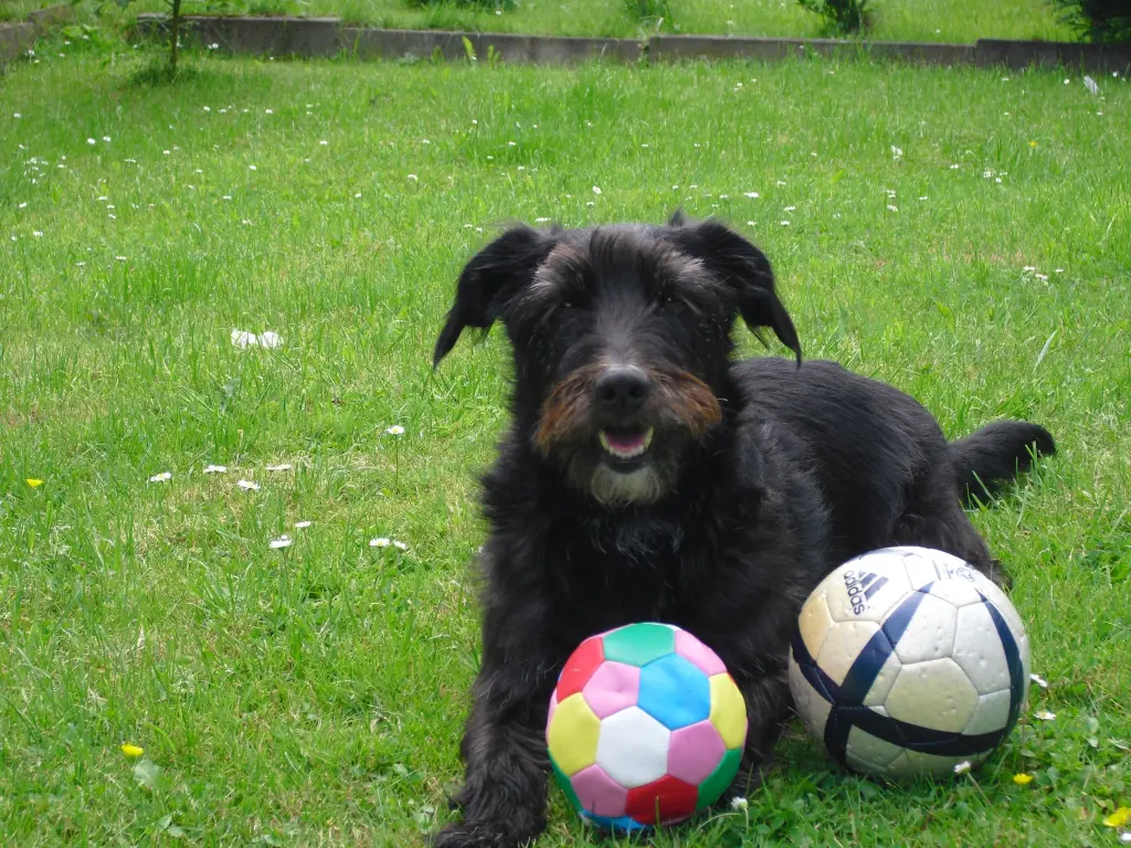 Image from Tequila (Pupi)