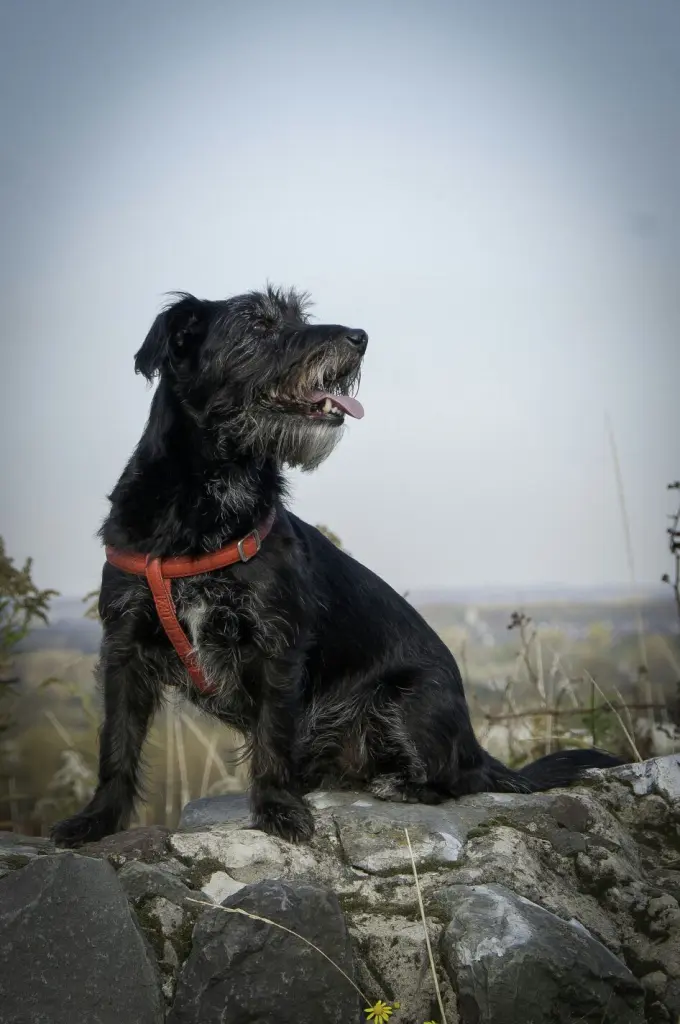 Image from Tequila (Pupi)