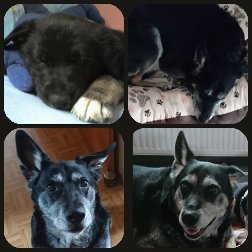 Image from Balu