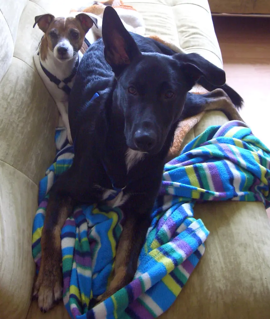 Image from Balu