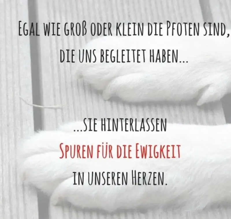 Condolence image of .....deine Trappi’s