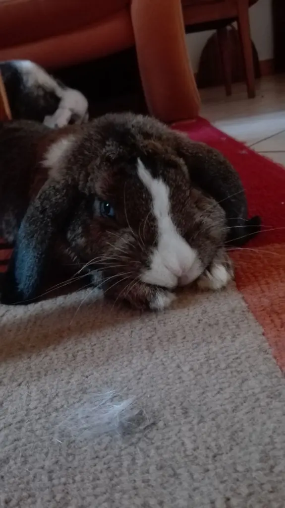 Condolence image of Für die hübsche Amy♥️