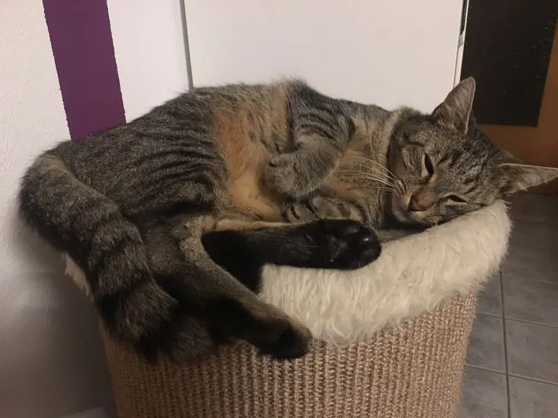 Condolence image of Sarah mit Tiggi und Tipps im ❤️en