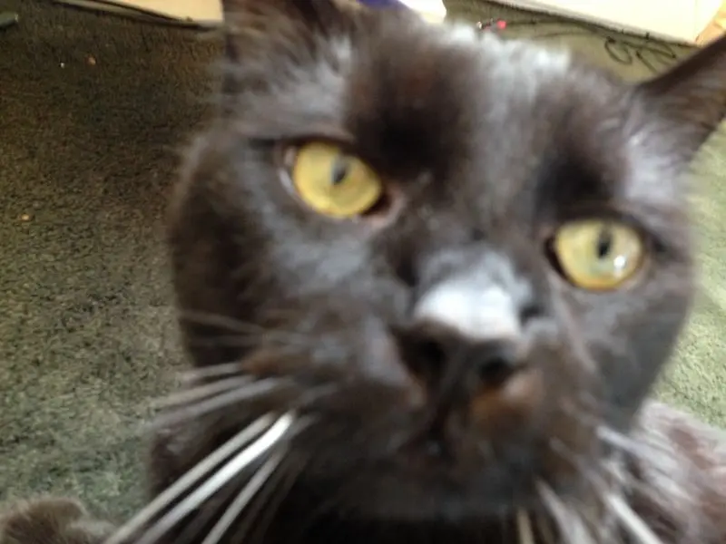 Condolence image of Britta