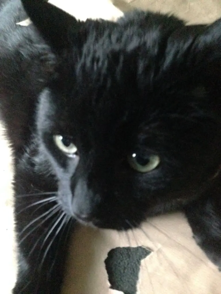Condolence image of Britta