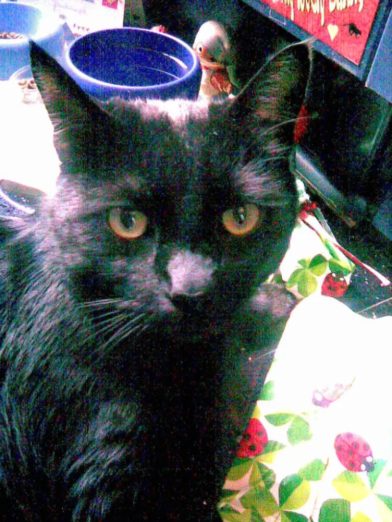 Condolence image of Britta mit Sunny tief im Herzen