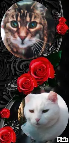 Condolence image of Für das Sternchen Sunny♥️