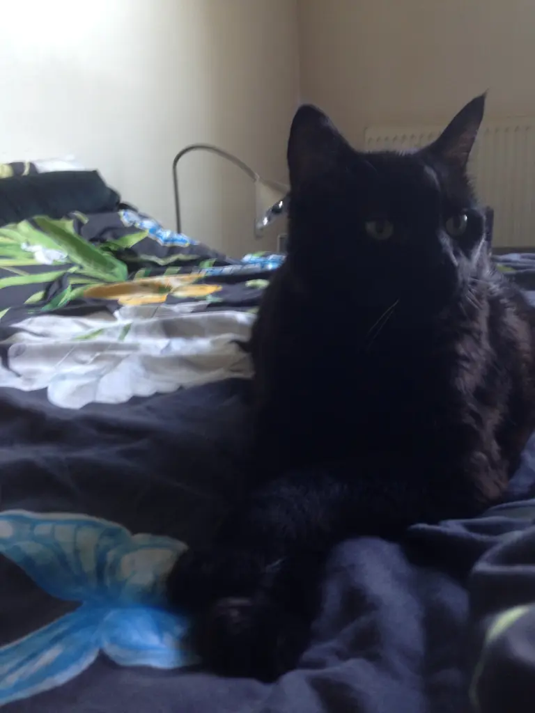 Condolence image of Für mein Sunnybaby