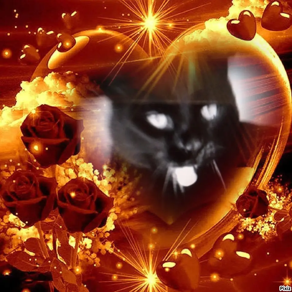 Condolence image of Für das Engelchen Sunny❤️