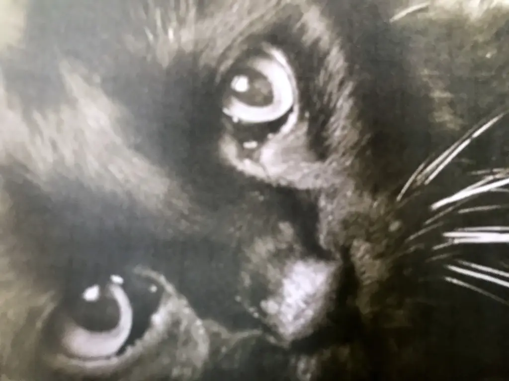 Condolence image of Britta mit Sunny tief im Herzen