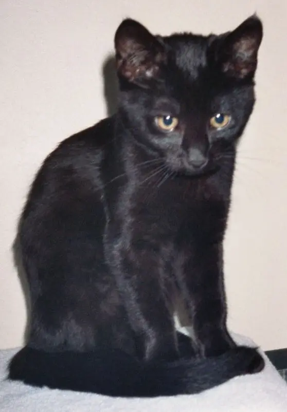 Condolence image of Britta mit Sunny tief im Herzen