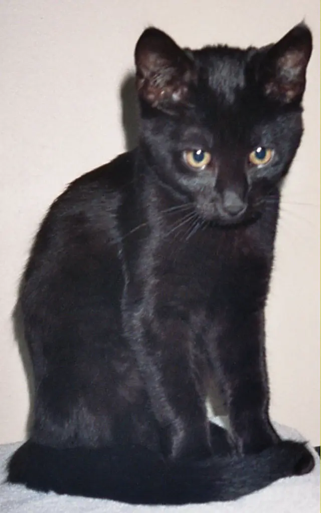 Condolence image of Für mein Sunnyengel