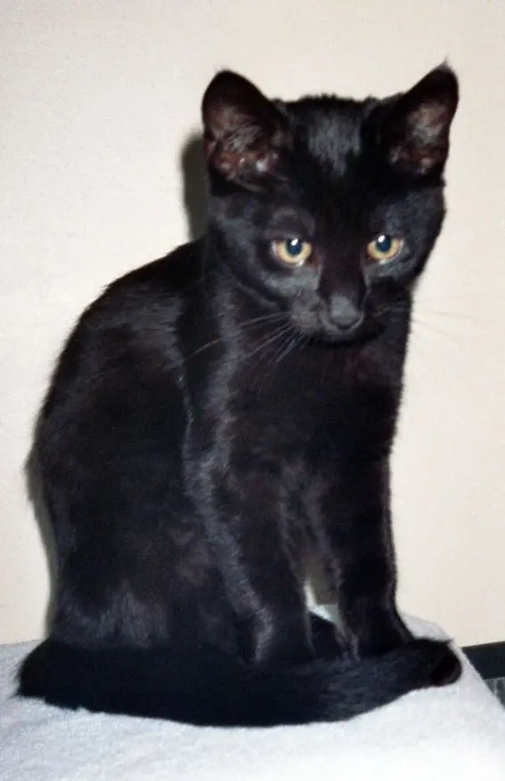 Condolence image of Britta mit Sunny tief im Herzen